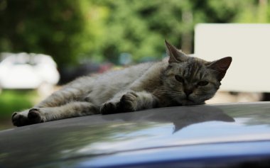 Gri sokak kedisi arabanın gölgesinde yatıyor ve sıcak yaz güneşinden saklanıyor.