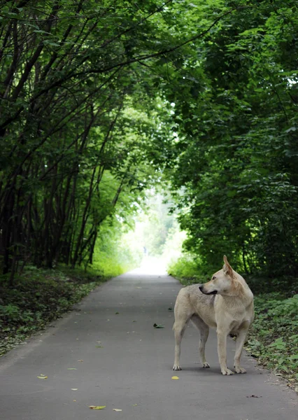 Der Einsame Streunende Hund Geht Auf Dem Asphaltierten Weg Entlang — Stockfoto