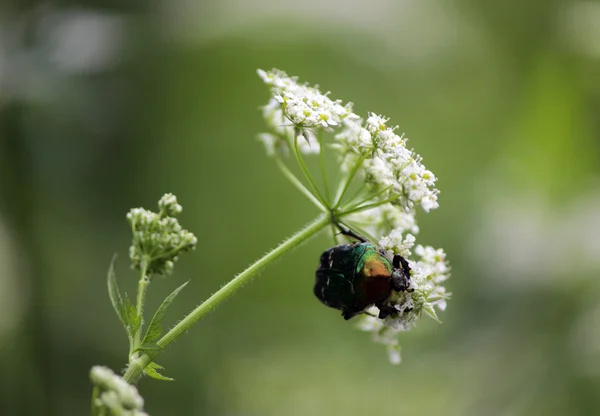 Green beetle. Rose chafer cetonia aurata is eating white flower Conium maculatum