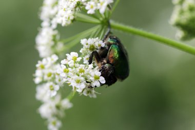 Yeşil böcek. Gül chafer cetonia aurata beyaz çiçek yiyor Conium maculatum
