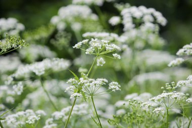 Baldıran otu ya da zehirli baldıran otu karışımı. Kapatın.