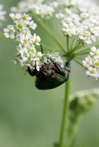 Green beetle. Rose chafer cetonia aurata is eating white flower Conium maculatum