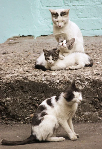 Quattro Membri Della Famiglia Simili Gatti Una Famiglia Quattro Gatti — Foto Stock