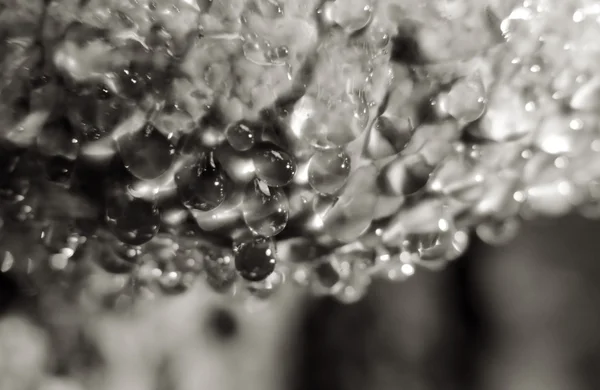 Mushroom Polypore Coriolus Versicolor Trametes Versicolor Water Dew Drops Rain — ストック写真