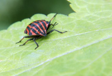 Kırmızı siyah kalkan böceği, Pentatomidae ailesinden Graphosoma lineatum.