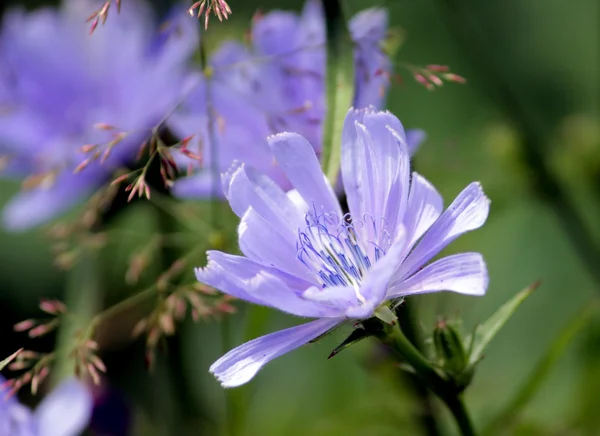 Фото Красивого Голубого Цветка Цикорий Цикорий — стоковое фото