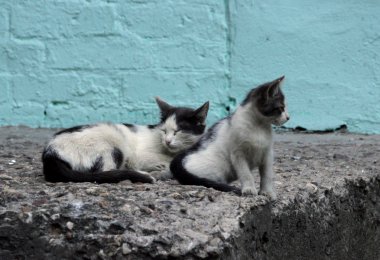 yolunu yitirmek kedi ve yavru sokak