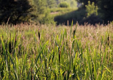 Typha ve Chamerion angustifolium yeşil çim zemin üzerine