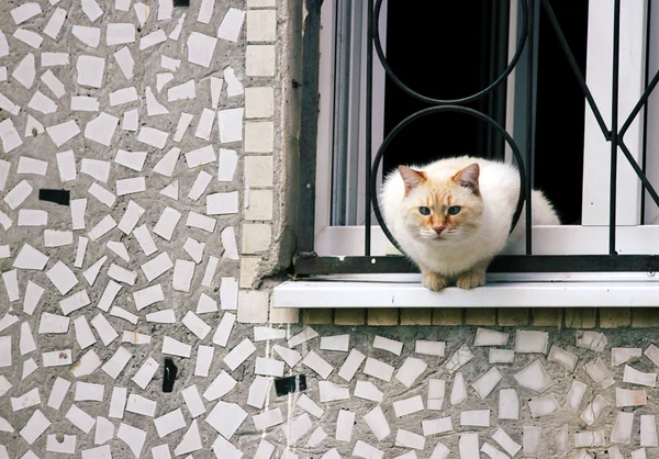 Maison chat curieux assis sur un rebord, regardant dans la rue — Photo