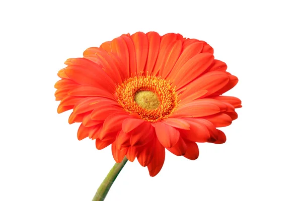 Rode gerbera bloem close-up achtergrond — Stockfoto