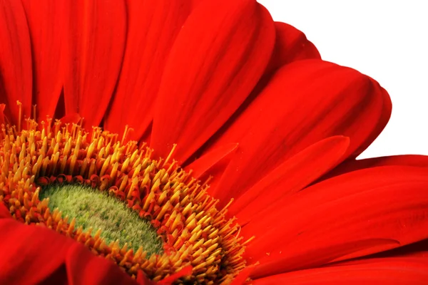 Red gerbera flower close up background — Stock Photo, Image