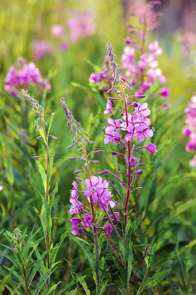 Chá de erva-salgueiro Chamerion angustifolium — Fotografia de Stock