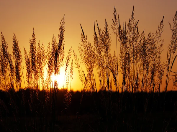 Tuft grass Calamagrostis epigeios on a sunset. — Stock Photo, Image