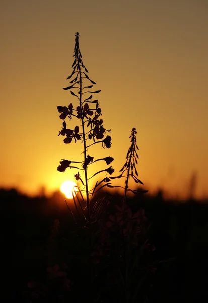 Buissons à feuilles étroites d'herbe à feu au coucher du soleil soleil soleil d'été — Photo