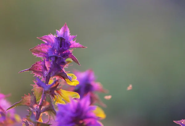 Herbe Melampyrum nemorosum en été . — Photo