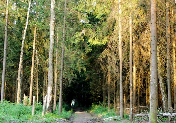 Ścieżką przez las sosnowy, oświetlone przez słońce — Zdjęcie stockowe