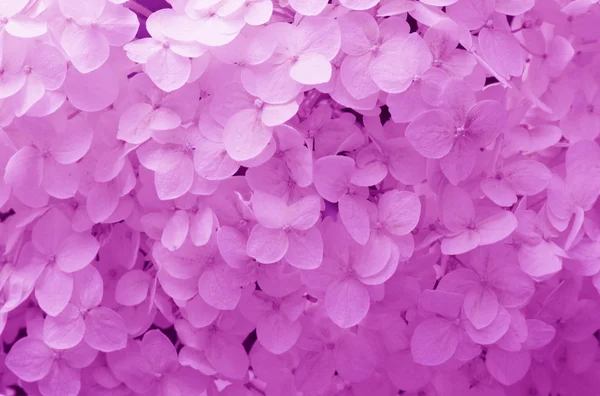 background with gently purple flowers hydrangea