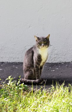Yeşil gözlü güzel gri tek evsiz kedi açık havada poz