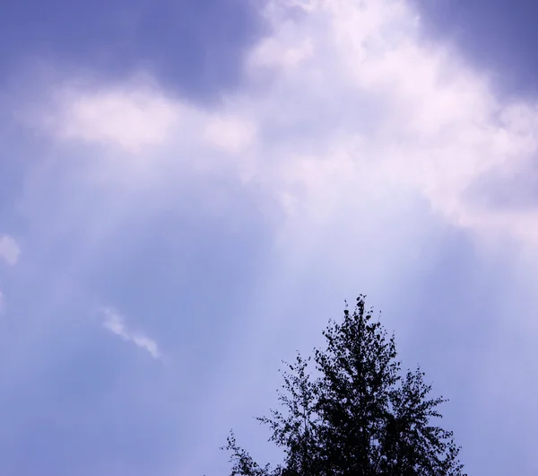 Céu Azul Com Grandes Nuvens Cúmulo Branco Árvore — Fotografia de Stock