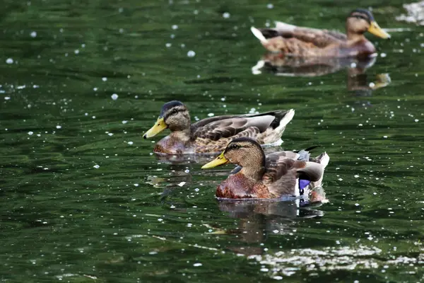 Ducks Anas Platyrhynchos Which Going Feed Bread Floating White Lake — 스톡 사진