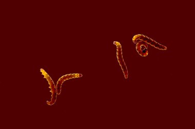 Puple tırtıllar codling güve Hyponomeuta malinella kahverengi bir arka plan üzerinde