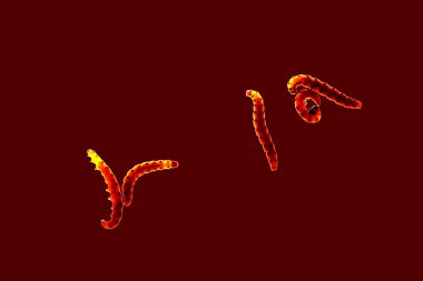 Puple tırtıllar codling güve Hyponomeuta malinella kahverengi bir arka plan üzerinde