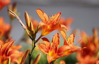 Gri arka planda ıslak turuncu zambak