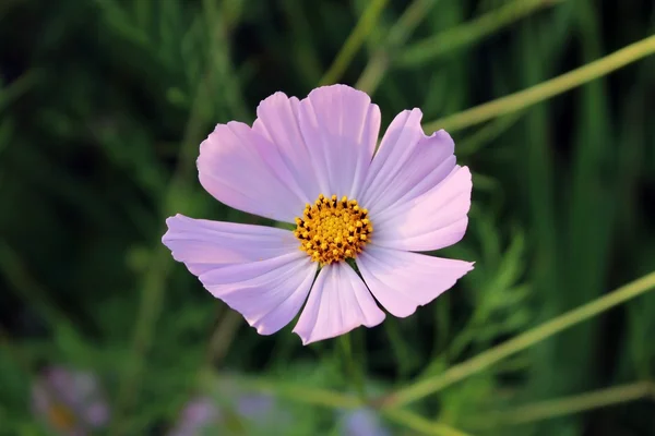 pink purple flower, like a daisy in the light of the setting sun