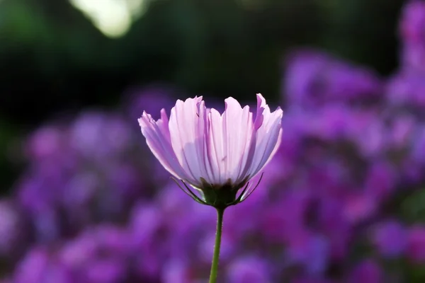 Różowy Purpurowy Kwiat Jak Stokrotka Świetle Zachodzącego Słońca — Zdjęcie stockowe