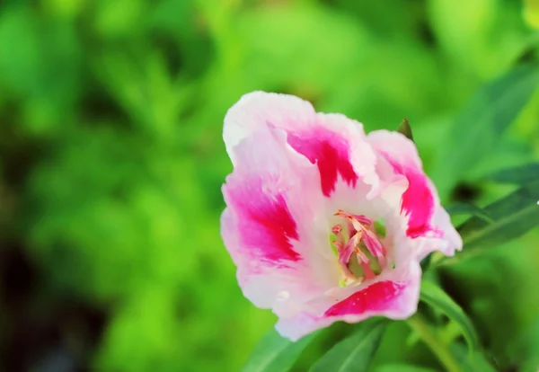 Ροζ Και Λευκό Λουλούδι Godetia Αντίο Στην Άνοιξη Επιστημονική Ονομασία — Φωτογραφία Αρχείου