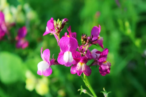 紫色和白色的花 紫红色的花 黄色的花 在室外花园 — 图库照片