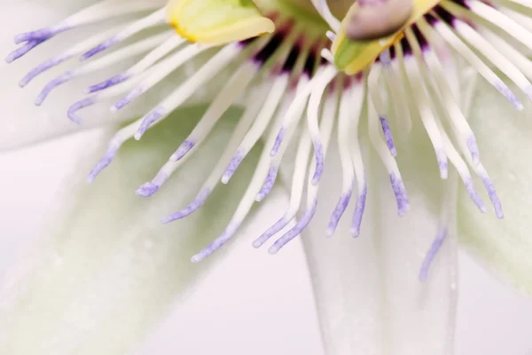 Biały Niebieski Piękno Pasja Kwiat Passiflora Caerulea — Zdjęcie stockowe