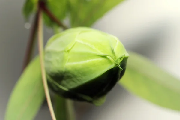 Zielony Pąk Piękno Pasja Kwiat Passiflora Caerulea — Zdjęcie stockowe