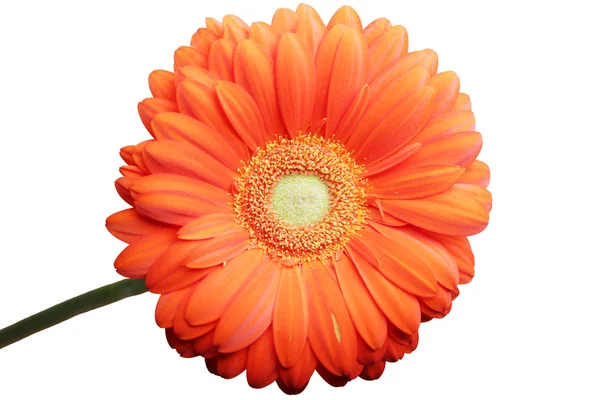 Geïsoleerde Macro Foto Schoonheid Rode Gerbera Bloem Close Achtergrond — Stockfoto