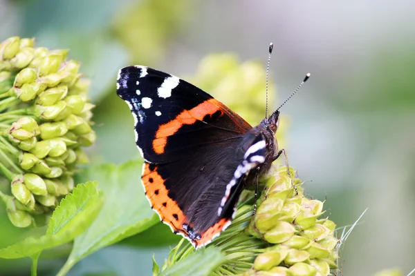Motýl Vanessa Atalanta Sedí Květině Letní Den — Stock fotografie