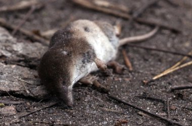 Avrasya sivri faresi Soricidae uyku