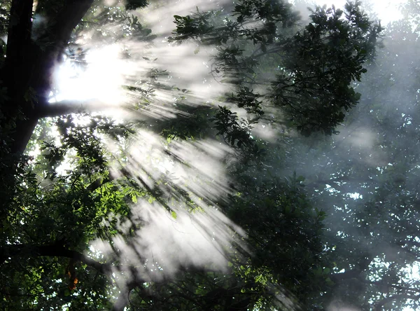 朝の湯気の輝き｜オークの葉. — ストック写真