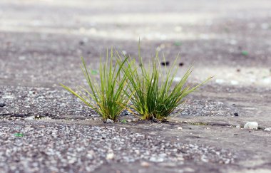 Toprakta yeşil çimenler büyüyor.