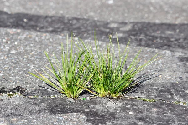 Green Grass Growing Ground — 스톡 사진