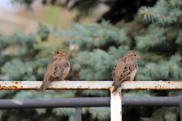 Mannelijke Mussen Passer Domesticus Zittend Een Wit Metaal Fietsenstalling — Stockfoto