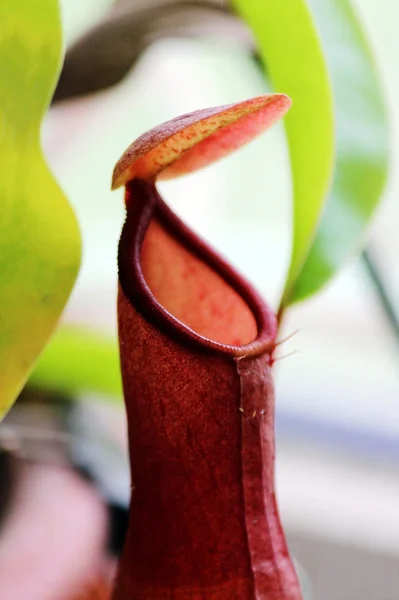 Macro Plantas Insectívoras Nepenthes Ampullaria Cerca — Foto de Stock