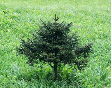 Küçük köknar ağacı yazın yeşil çimlerin arka planında yetişir.