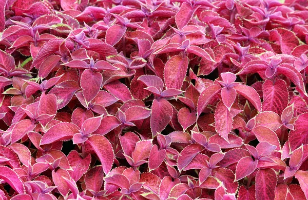 Dekoratif renkli Plectranthus scutellarioides Coleus blumeii yaprakları .