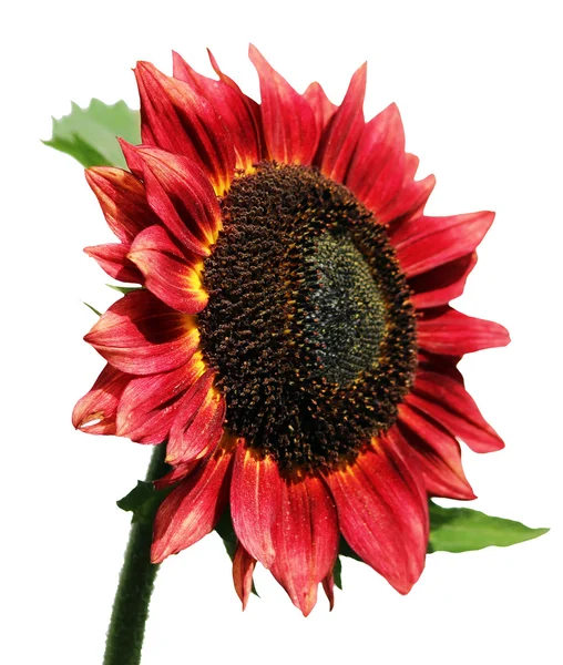 Isolierte Schönheit Blume Rote Sonnenblume Helianthus Annuus — Stockfoto