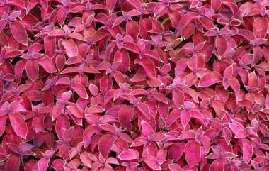 Dekoratif renkli Plectranthus scutellarioides Coleus blumeii yaprakları