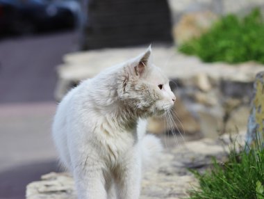 Güzel beyaz tek evsiz kedi turuncu gözlü açık havada güneşli bir günde poz.