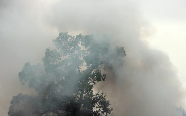 smoke from a fire in the forest. smoke texture.