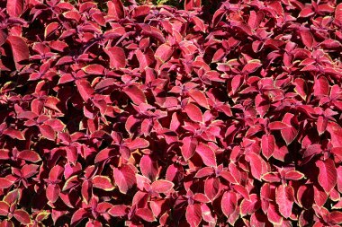Dekoratif renkli Plectranthus scutellarioides Coleus blumeii yaprakları .