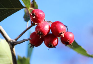 Bahçedeki kırmızı viburum meyveleri