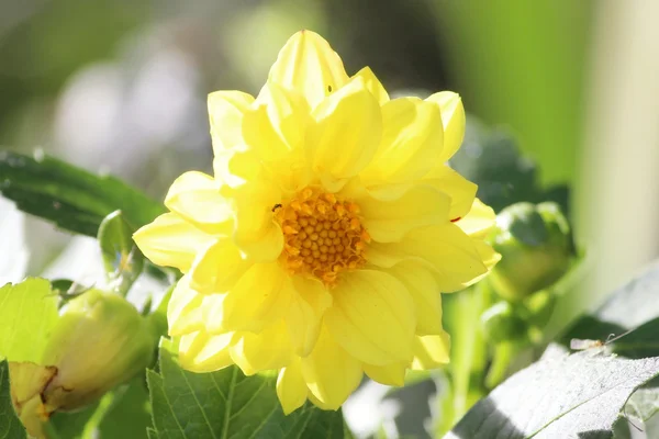 Yeşil Çimenlikte Bir Güzel Sarı Yıldız Çiçeği — Stok fotoğraf